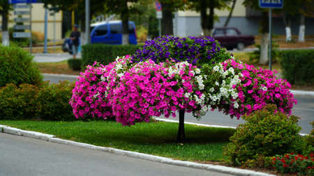 Flower arrangement of petunias and calibrachoa. Calibrachoa in a flower basket on a lamp post. Magnificent calibrachoa bush in a hanging basket. Blooming petunia in a pot. Colorful multicolored bright flowers in hanging pots.の写真素材