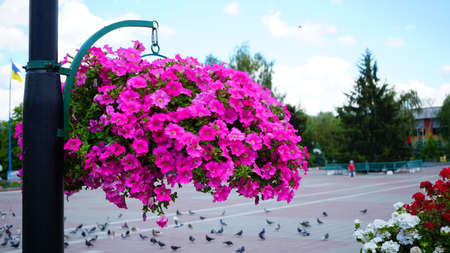 Flower arrangement of purple petunias with dark veins and white calibrachoa in the garden. Calibrachoa in a flower basket. Street decorations. Colorful multicolored bright flowers.の写真素材