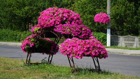 Flower arrangement of purple petunias with dark veins and white calibrachoa in the garden. Calibrachoa in a flower basket. Street decorations. Colorful multicolored bright flowers.の写真素材