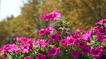 Flower arrangement of purple petunias with dark veins and white calibrachoa in the garden. Calibrachoa in a flower basket. Street decorations. Colorful multicolored bright flowers.の写真素材