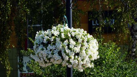 Flower arrangement of purple petunias with dark veins and white calibrachoa in the garden. Calibrachoa in a flower basket. Street decorations. Colorful multicolored bright flowers.の写真素材