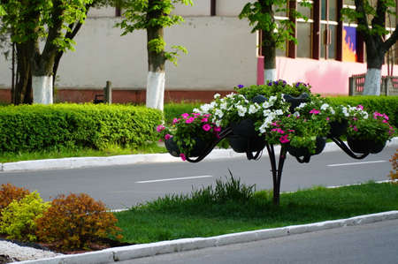 Flower arrangement of petunias and calibrachoa. Calibrachoa in a flower basket on a lamp post. Magnificent calibrachoa bush in a hanging basket. Blooming petunia in a pot. Colorful multicolored bright flowers in hanging pots.の写真素材