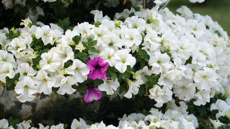 Flower arrangement of purple petunias with dark veins and white calibrachoa in the garden. Calibrachoa in a flower basket. Street decorations. Colorful multicolored bright flowers. Sale of flowers.の写真素材