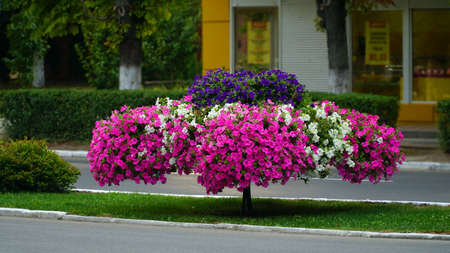 Flower arrangement of purple petunias with dark veins and white calibrachoa in the garden. Calibrachoa in a flower basket. Street decorations. Colorful multicolored bright flowers. Sale of flowers.の写真素材
