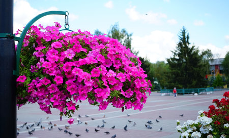 Flower arrangement of petunias and calibrachoa. Calibrachoa in a flower basket on a lamp post. Magnificent calibrachoa bush in a hanging basket. Blooming petunia in a pot. Colorful multicolored bright flowers in hanging pots.の写真素材
