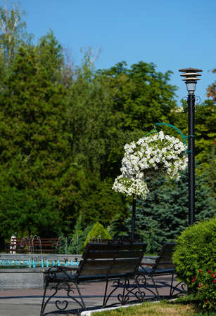 Flower arrangement of purple petunias with dark veins and white calibrachoa in the garden. Calibrachoa in a flower basket. Street decorations. Colorful multicolored bright flowers. Sale of flowers.の写真素材