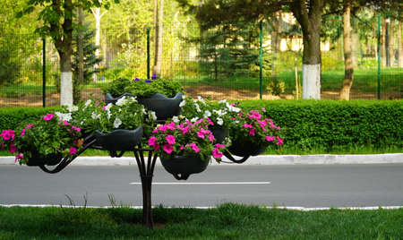 Flower arrangement of purple petunias with dark veins and white calibrachoa in the garden. Calibrachoa in a flower basket. Street decorations. Colorful multicolored bright flowers. Sale of flowers.の写真素材