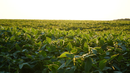 Green ripening soybean field, agricultural landscape. Flowering soybean plant. Soy plantations at sunset. Against the background of the sun. soybeans. nの写真素材