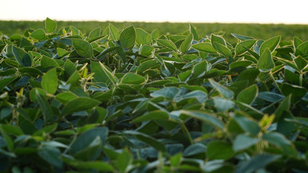 Flowering soybean plant. Soy plantations at sunset. Against the background of the sun.の写真素材