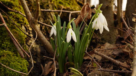 Beautiful snowdrops - Galanthus plicatus - first flowers in sunny spring forest. nの写真素材