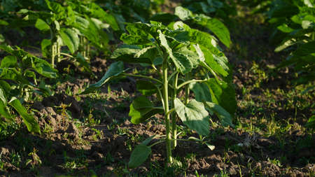 rows of young, green, powerful sunflowers, clean from diseases, weeds, and insects, against the skyの写真素材