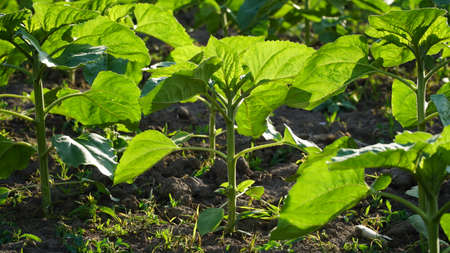 rows of young, green, powerful sunflowers, clean from diseases, weeds, and insects, against the skyの写真素材