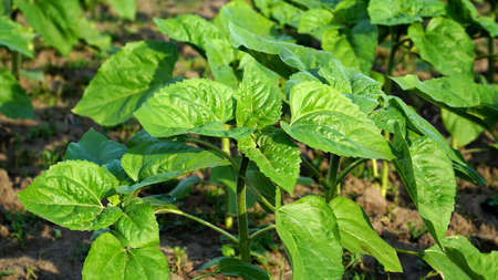 rows of young, green, powerful sunflowers, clean from diseases, weeds, and insects, against the skyの写真素材