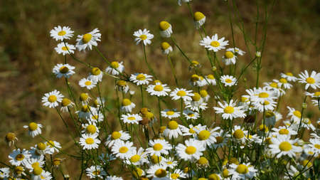Matricaria recutita blooming plants in the spring meadow on a sunny day, closeup. nの写真素材