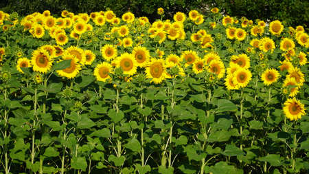 field of blooming sunflowers on a background sunset. nの写真素材