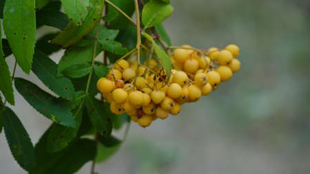 Viburnum bush. Orange berries on the tree. hawthorn berries. Rowan. Sorbus aucuparia. nの写真素材