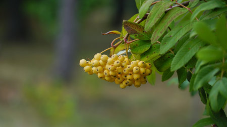 wild berries hanging on a tree from Sorbus aucuparia, commonly called rowan and mountain ash.の写真素材