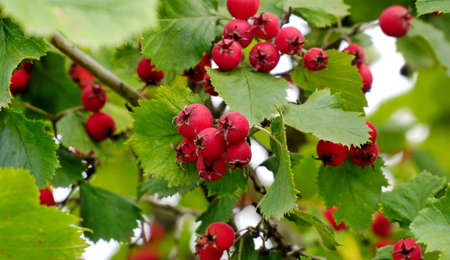 Hawthorn with red fruit, Crataegus monogyna, . natural beautiful background.の写真素材