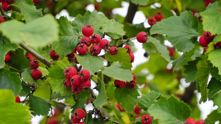 Hawthorn with red fruit, Crataegus monogyna, . natural beautiful background.の写真素材
