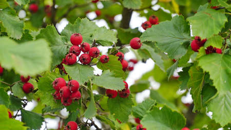 Orchard. Red ripe large-fruited hawthorn berries (Latin: Crataegus aestivalis) on a background of green leaves. Red berries close-up.の写真素材