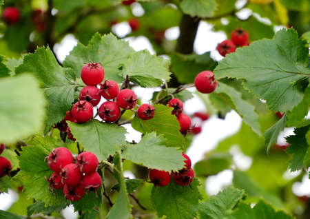 Orchard. Red ripe large-fruited hawthorn berries (Latin: Crataegus aestivalis) on a background of green leaves. Red berries close-up.の写真素材
