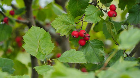 Hawthorn with red fruit, Crataegus monogyna, . natural beautiful background.の写真素材