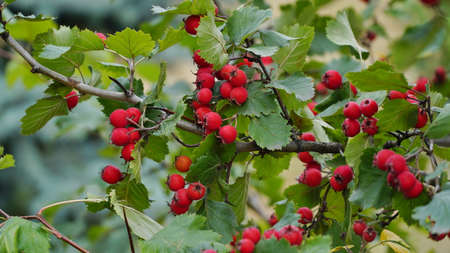 Orchard. Red ripe large-fruited hawthorn berries (Latin: Crataegus aestivalis) on a background of green leaves. Red berries close-up.の写真素材