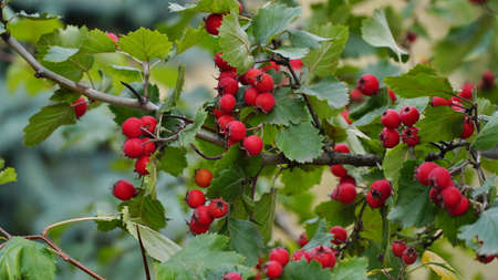 Hawthorn with red fruit, Crataegus monogyna, . natural beautiful background.の写真素材