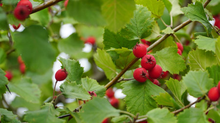 Orchard. Red ripe large-fruited hawthorn berries (Latin: Crataegus aestivalis) on a background of green leaves. Red berries close-up.の写真素材
