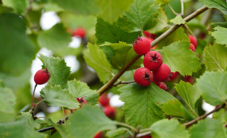 Hawthorn with red fruit, Crataegus monogyna, . natural beautiful background.の写真素材