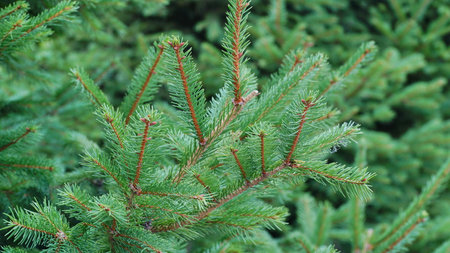 Fir tree brunch close up. Shallow focus. Fluffy fir tree brunch close up. Christmas wallpaper concept. copyspace. nの写真素材