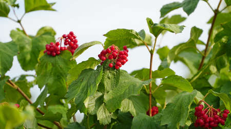 Close-up of beautiful red fruits of viburnum vulgaris. Guelder rose viburnum opulus berries and leaves in the summer outdoors. Red viburnum berries on a branch in the garden. nの写真素材