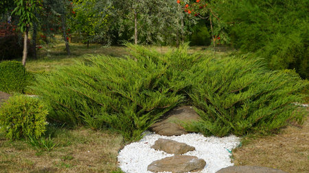 A small green coniferous bush. Green round thuja. nの写真素材