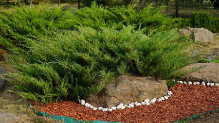 A small green coniferous bush. Green round thuja. nの写真素材