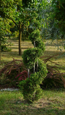 A small green coniferous bush. Green round thuja. nの写真素材