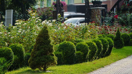 A small green coniferous bush. Green round thuja. nの写真素材