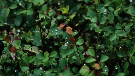 Green leaves background or the naturally walls texture Ideal for use in the design fairly. nの写真素材