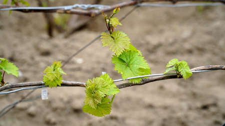 Young inflorescence of grapes on the vine close-up. Grape vine with young leaves and buds blooming on a grape vine in the vineyard. Spring buds sprouting Sprout of Vitis vinifera, grape vine.の写真素材