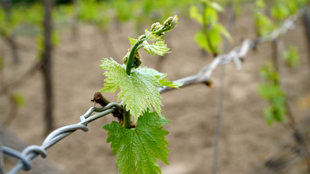 Young inflorescence of grapes on the vine close-up. Grape vine with young leaves and buds blooming on a grape vine in the vineyard. Spring buds sprouting Sprout of Vitis vinifera, grape vine.の写真素材