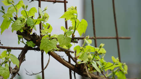 Young inflorescence of grapes on the vine close-up. Grape vine with young leaves and buds blooming on a grape vine in the vineyard. Spring buds sprouting Sprout of Vitis vinifera, grape vine.の写真素材