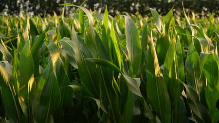 Corn, corn sprouts cultivation on an industrial scale. Young corn plants in a cultivated field....