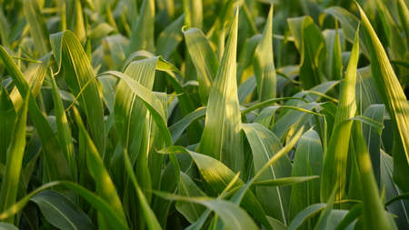 Green field of ripening corn, agricultural landscape. Young corn plants. Corn plantations at sunset. Against the backdrop of the sun. nの写真素材