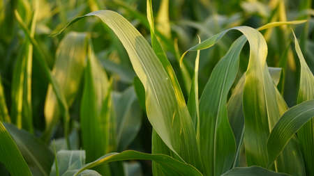 Corn, corn sprouts cultivation on an industrial scale. Young corn plants in a cultivated field....
