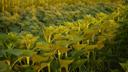 Green field of sunflower maturation, agricultural landscape. non-flowering plant. Sunflower plantations at sunset. Against the backdrop of the sun. young sun flower. nの写真素材
