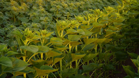 A bud of a young flowering sunflower in the beautiful light of the setting sun. A young unopened sunflower in close-up against the background of a large flowering field. beautiful rural landscape. nの写真素材