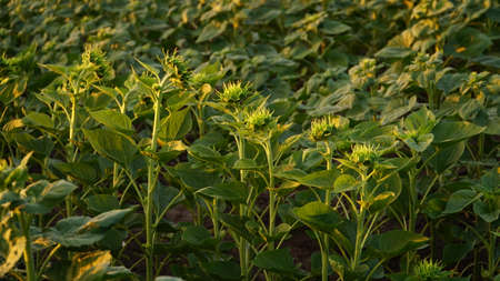 Close-up, sunflower sprouts on an industrial scale. Growing young sunflower plants in a cultivated field. Agricultural background of sunflower plantation. Sunset in golden light. selective focus. nの写真素材