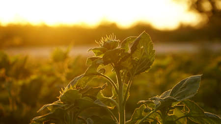 Close-up, sunflower sprouts on an industrial scale. Growing young sunflower plants in a cultivated field. Agricultural background of sunflower plantation. Sunset in golden light. selective focus. nの写真素材
