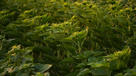 Close-up, sunflower sprouts on an industrial scale. Growing young sunflower plants in a cultivated field. Agricultural background of sunflower plantation. Sunset in golden light. selective focus. nの写真素材