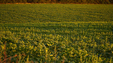 A bud of a young flowering sunflower in the beautiful light of the setting sun. A young unopened sunflower in close-up against the background of a large flowering field. beautiful rural landscape. nの写真素材