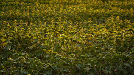 Close-up, sunflower sprouts on an industrial scale. Growing young sunflower plants in a cultivated field. Agricultural background of sunflower plantation. Sunset in golden light. selective focus. nの写真素材